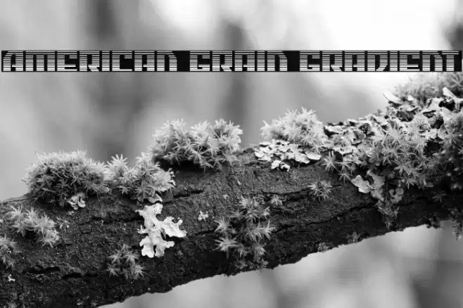 American Grain Gradient Font examples