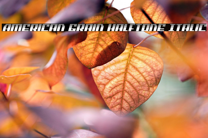 American Grain Halftone Italic Example 1