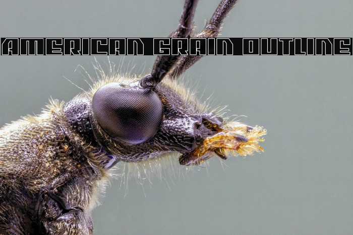 American Grain Outline Example 3