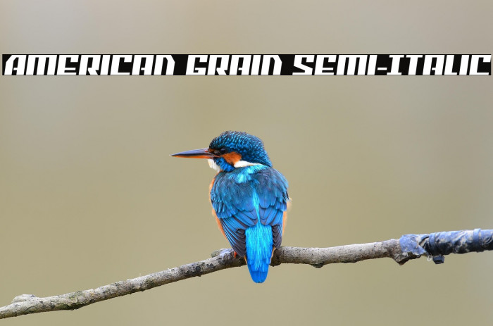 American Grain Semi-Italic Example 1