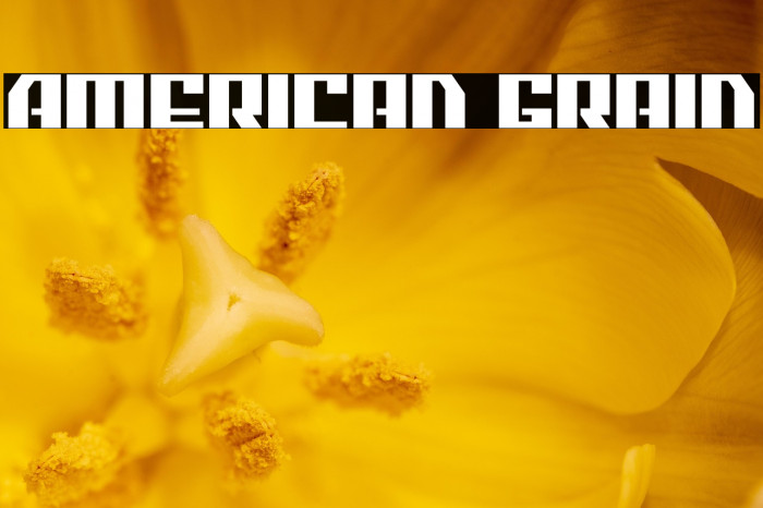 American Grain Example 1
