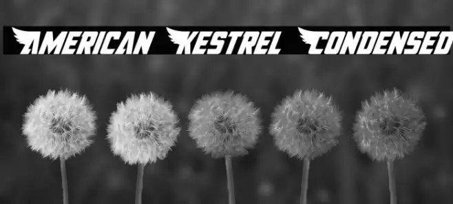 American Kestrel Condensed Font examples