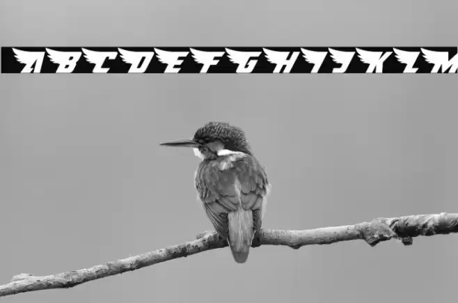 American Kestrel Italic Font examples