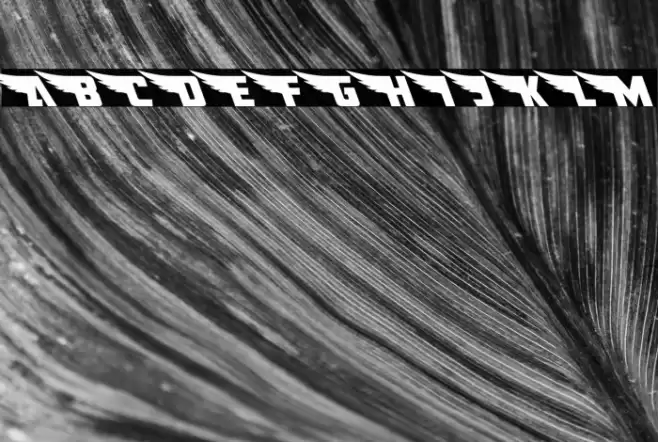 American Kestrel Leftalic Font examples