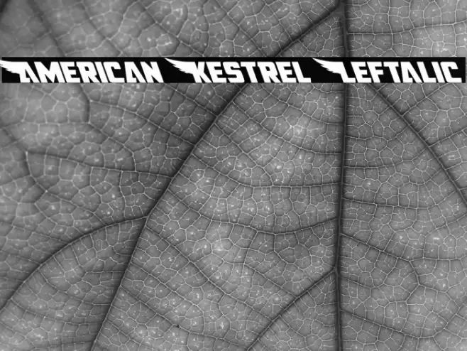 American Kestrel Leftalic Font examples