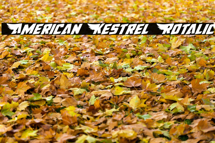 American Kestrel Rotalic Font examples