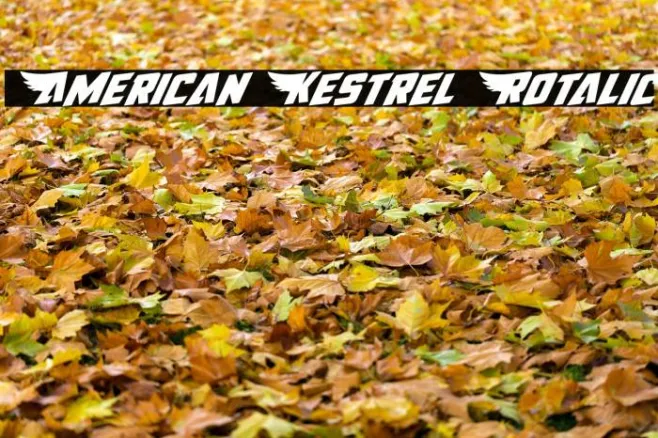 American Kestrel Rotalic Example 3