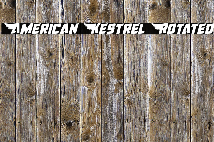 American Kestrel Rotated Font examples