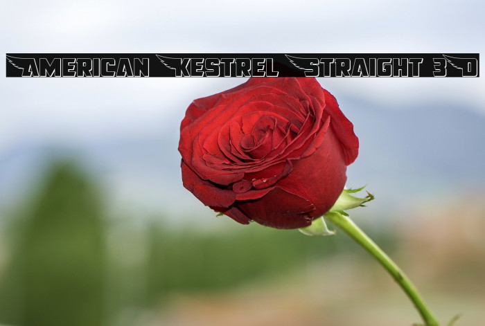 American Kestrel Straight 3D Example 3