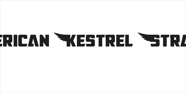 American Kestrel Straight Logo