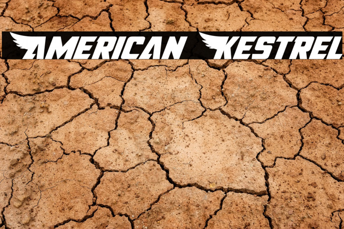 American Kestrel Font examples