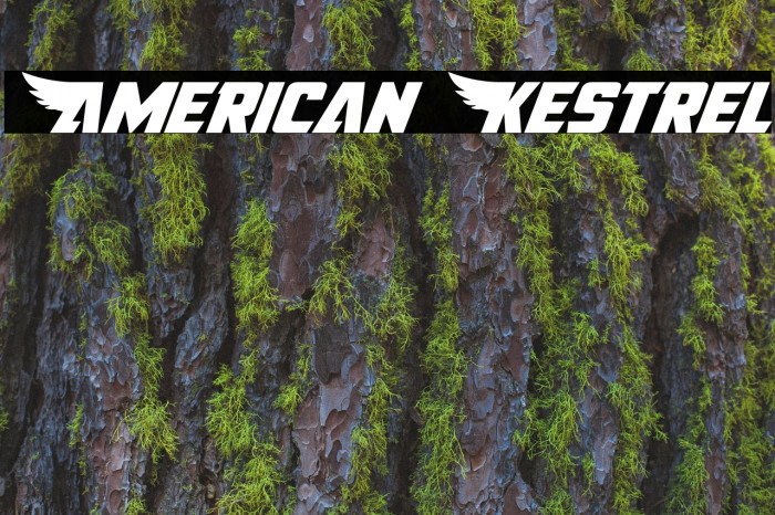 American Kestrel Font examples