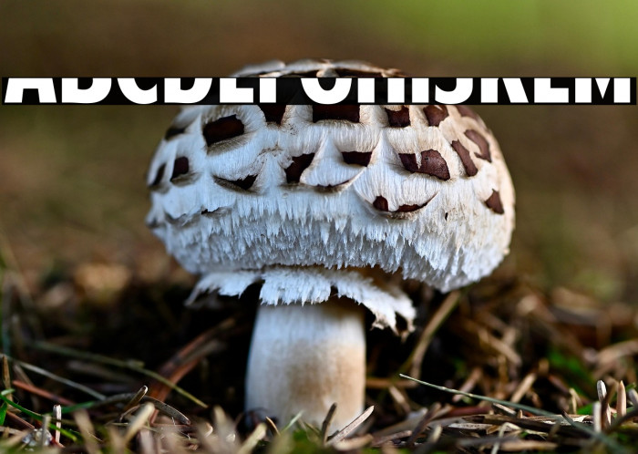 American Purpose STRIPE 1 Bold Italic Example 3