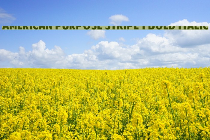 American Purpose STRIPE 1 Bold Italic Example 3