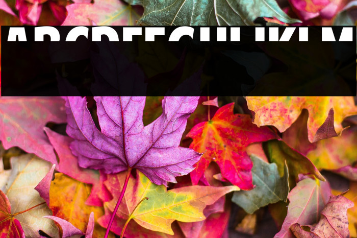 American Purpose STRIPE 1 Normal Italic Example 1