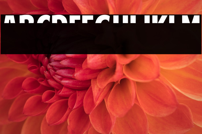 American Purpose STRIPE 1 Normal Italic Example 3