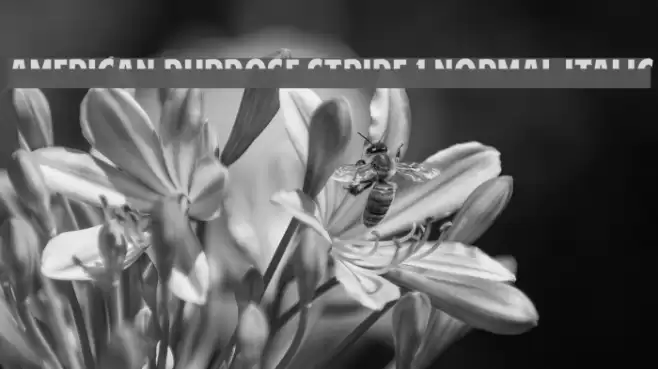 American Purpose STRIPE 1 Normal Italic Font examples