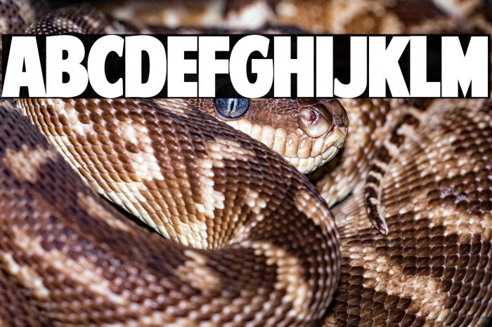 American Purpose STRIPE 1 Normal Example 2