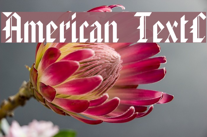 American TextC Font examples