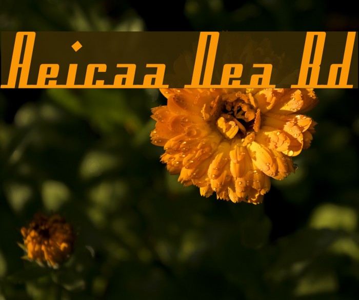 Americana Dreams Bold Font examples
