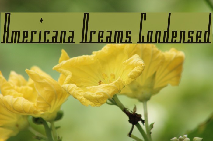 Americana Dreams Condensed لخطوط تنزيل examples