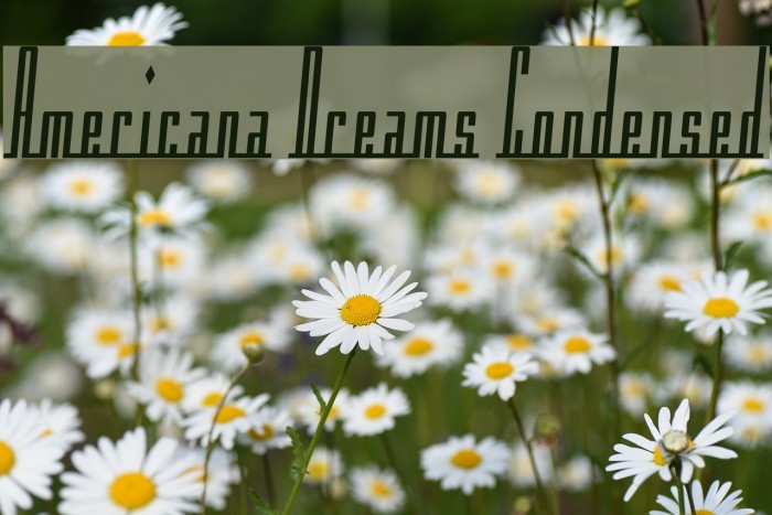 Americana Dreams Condensed لخطوط تنزيل examples