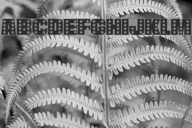 Americana Fuentes examples