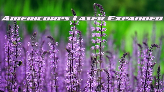 Americorps Laser Expanded Example 1