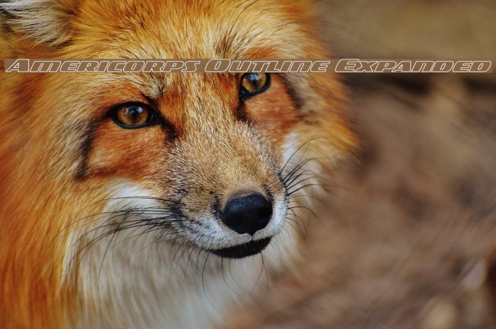 Americorps Outline Expanded Example 3