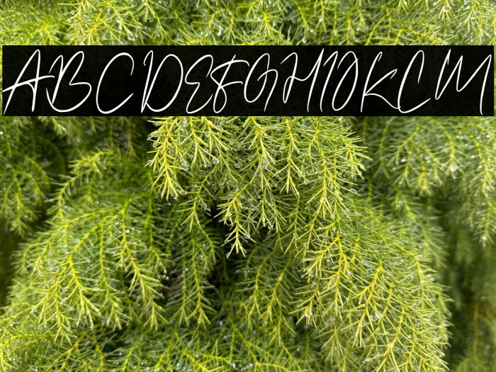 Amettasignature Example 2