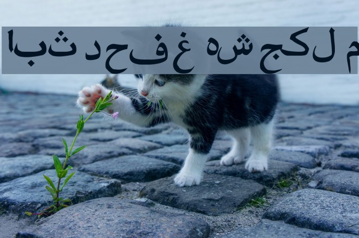 Amien-01 Шрифта examples