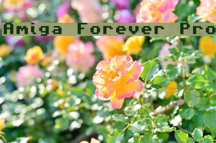 Amiga Forever Pro Font examples