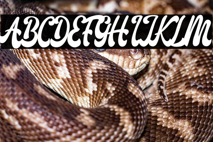 Amigos Script Example 1