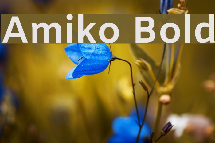 Amiko Bold Font examples
