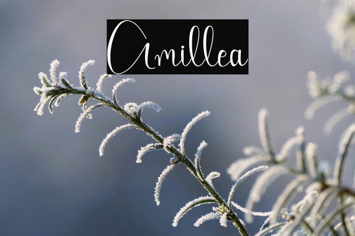 Amillea Example 1
