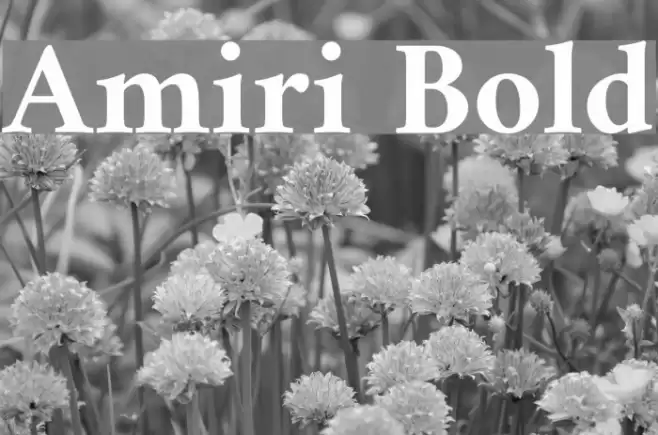 Amiri Bold examples