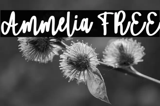 Ammelia FREE Font examples
