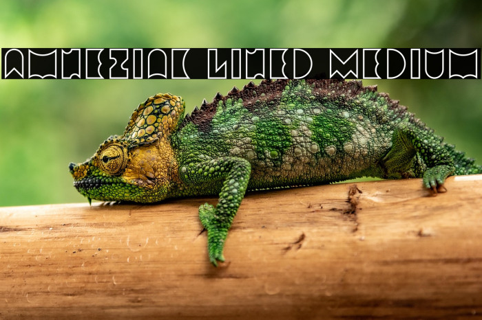 Amneziak Lined Medium Example 2