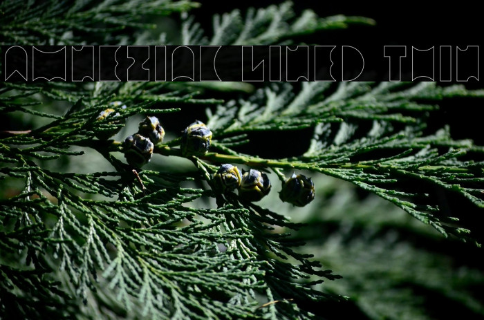 Amneziak Lined Thin Example 1