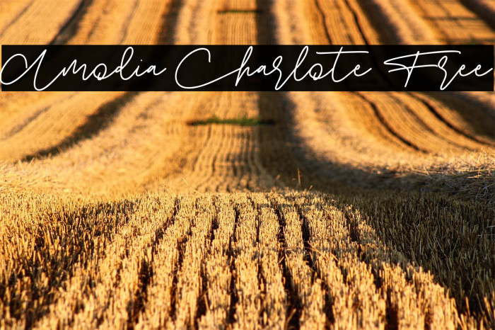 Amodia Charlote Free Example 3