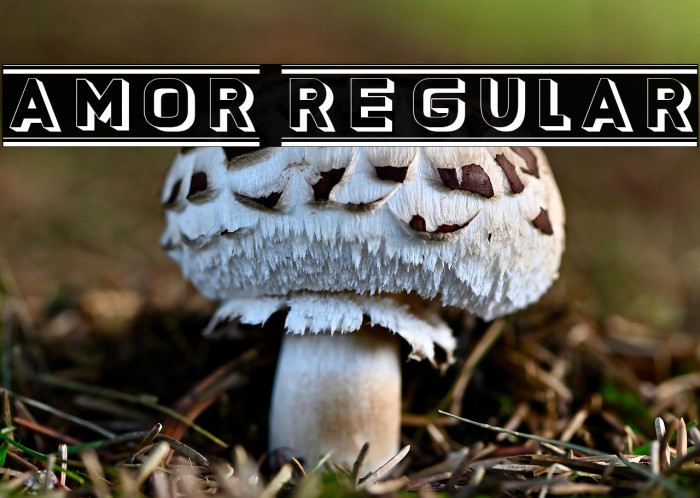 Amor Regular Example 3