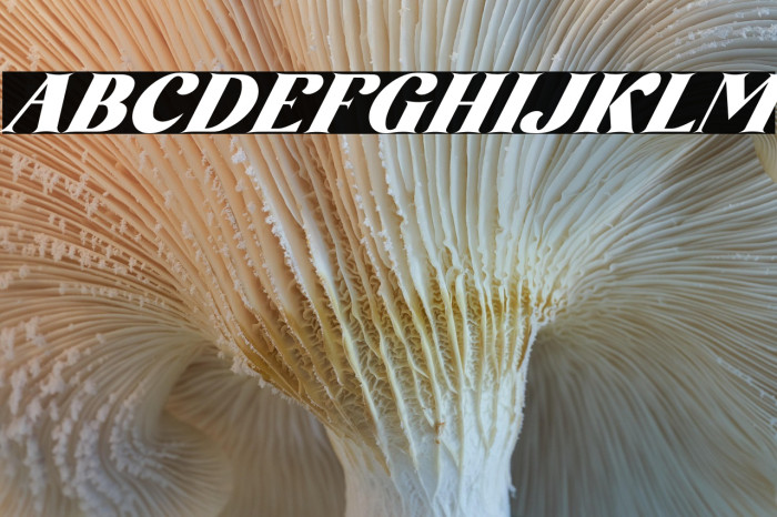 AmoreKiena-Italic Example 2