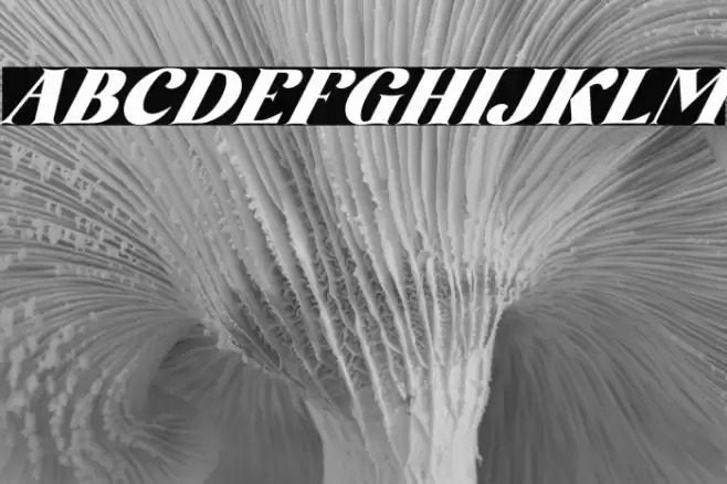 AmoreKiena-Italic Font examples