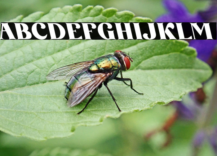 AmoreKiena-Oblique Example 2