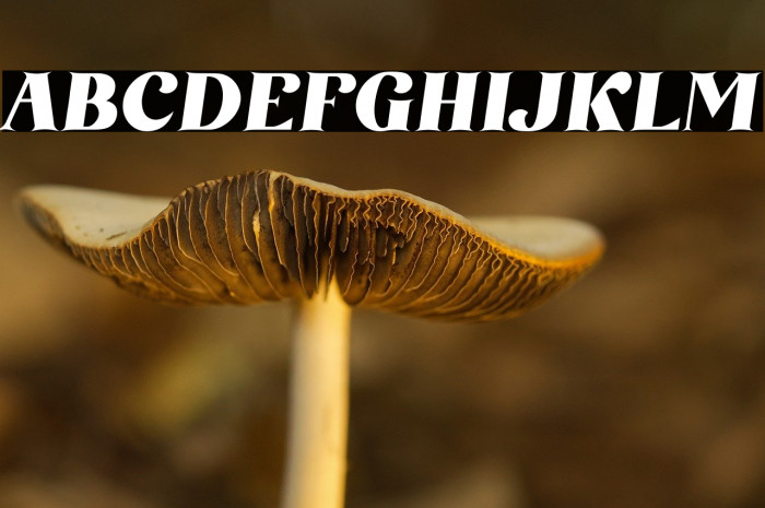 AmoreKiena Example 1