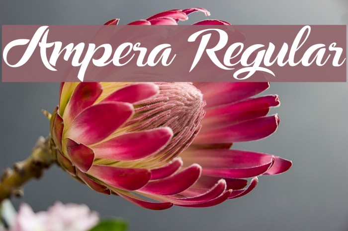 Ampera Regular Font examples