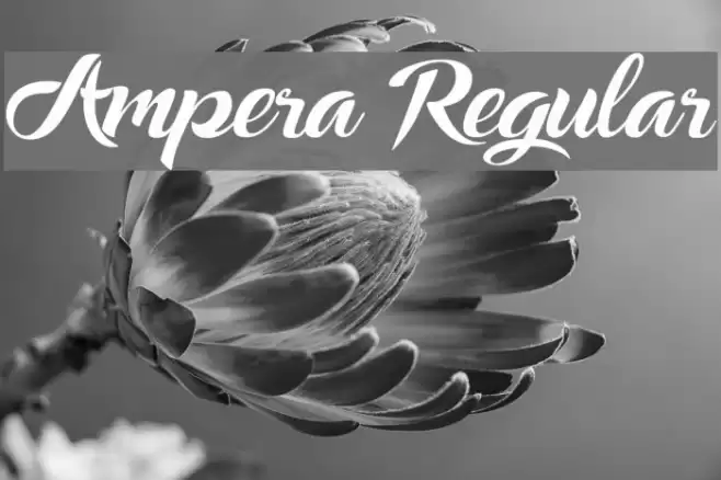 Ampera Regular フォント examples
