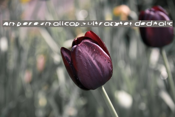 Ampere SmallCaps UltraExtended Italic Example 2