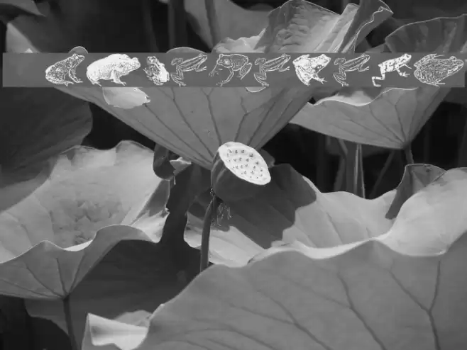 AmphibiPrint خط examples