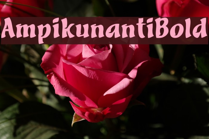 Ampikunanti Bold Example 2